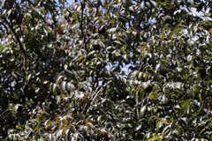 Hydnocarpus alpina